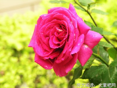 15条关于阿富的经典语句