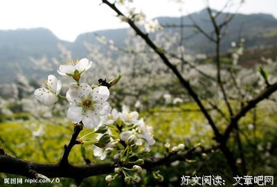 关于李花的语句