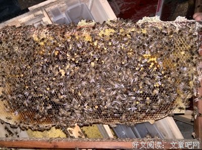 关于花子的格言