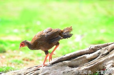 《觅迹寻踪》观后感精选10篇