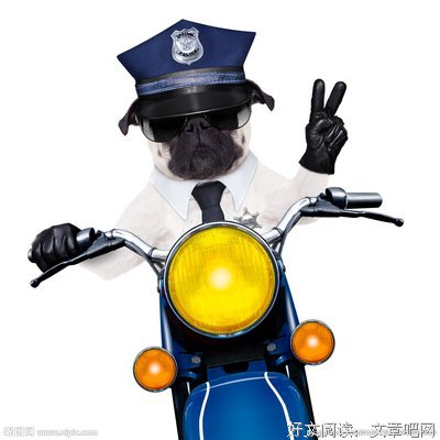 《狗与警察》的观后感10篇