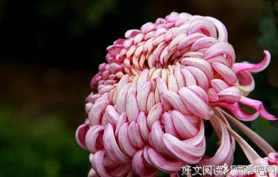 关于无华的语句
