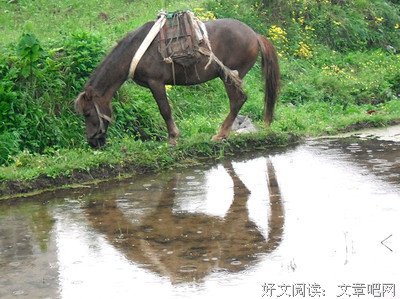 好马也吃回头草