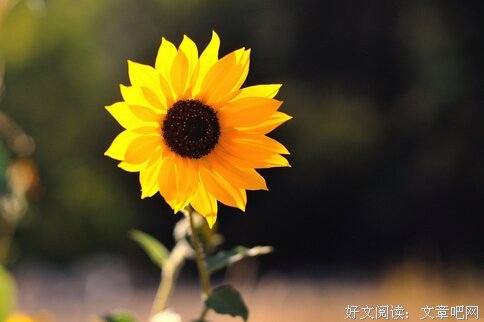 关于灵活的唯美语录