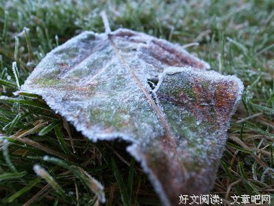 《冰之华》经典影评集