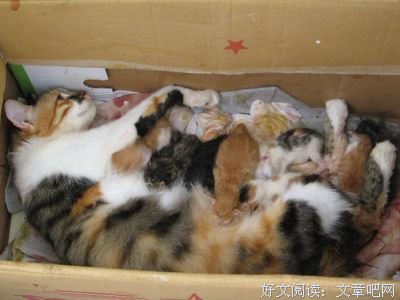 领养 