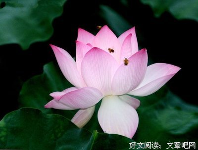 浮躁的社会，心静者胜出