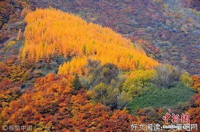 茶语馆 
