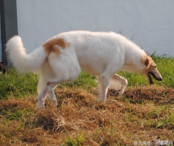 《猎狼犬》的观后感10篇