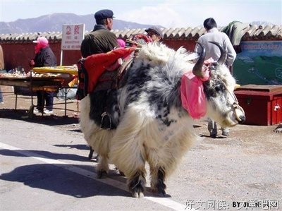 黑颈鹤的故事的读后感10篇