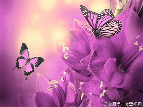 关于昙花一现的唯美语录