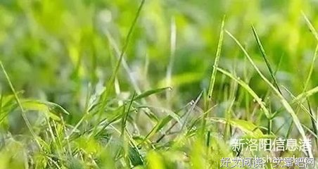 为什么在欧美没有长年卧病在床的老人？难得好文！必看