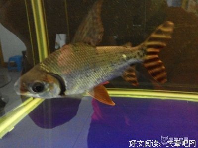 《红龙》经典影评集