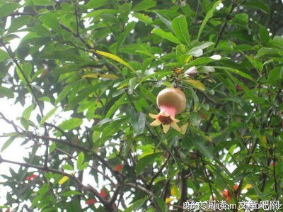 最经典的《柏杨曰》经典语句大全