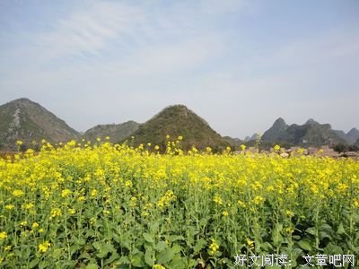 《丧家犬也有乡愁》经典读后感10篇