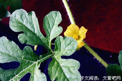 《天外魔花》的观后感10篇