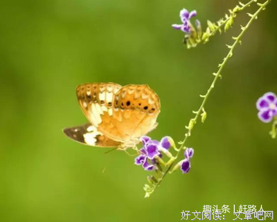 《笑当、完美人性的标准》经典句子