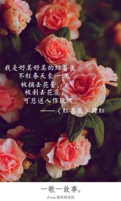 最新的《红蔷薇》好段摘抄