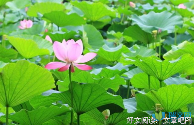 有关风倾的句子