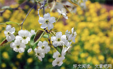 《藏海花》小说句子