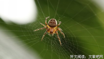 关于蜘蛛名言大全
