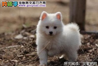 《银狐》好段摘抄