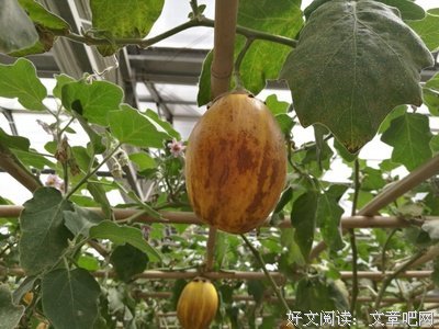 关于茂盛的名言