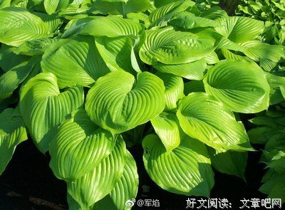 玉簪经典名句