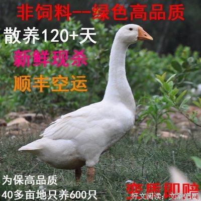 关于阿秋的格言