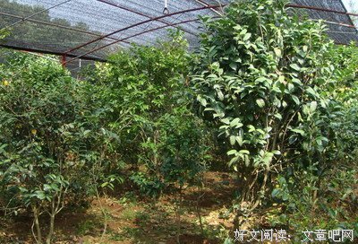 《石康微博》名句欣赏