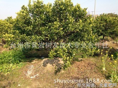 最全的桔子树名言