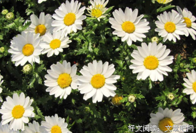 描写花总的经典句子