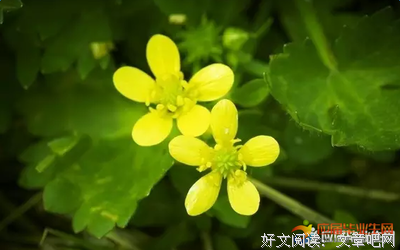 关于来之不易的格言