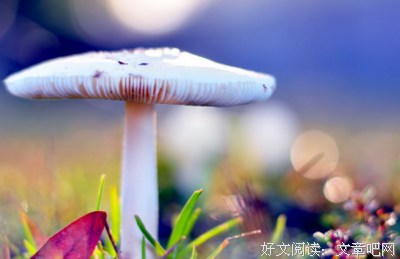 《你永远都无法叫醒一个装睡的人》佳句摘抄大全