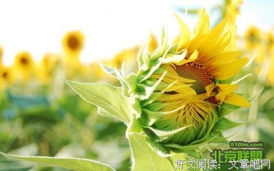 最新的《想你》经典语句大全