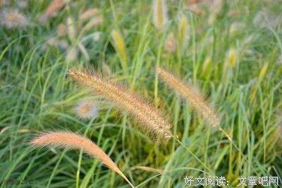 最全的《万箭穿心》佳句摘抄