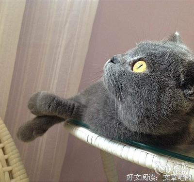 虹影精彩语录