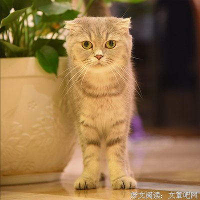 《红蔷薇》经典名句