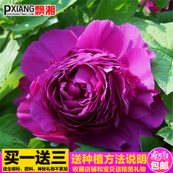 魏紫的名句_关于魏紫的名句