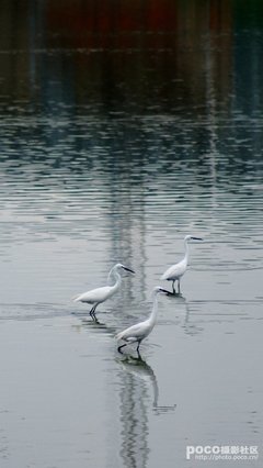 朵嘉浓蝉禅：删除
