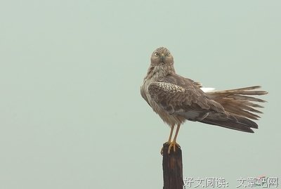 关于秦晾晾名言