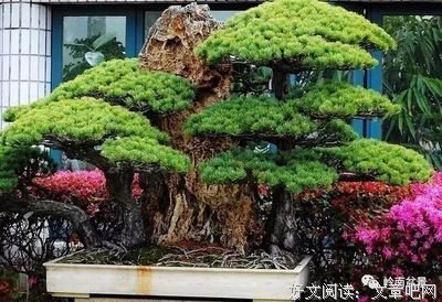 最全的《1973年的弹子球》名句欣赏