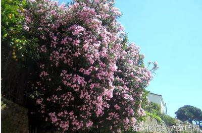 最经典的《与大神JQ的日子》小说摘抄大全