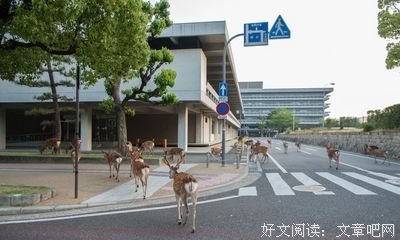 奈良的鹿，也没能逃过它们的毒害...