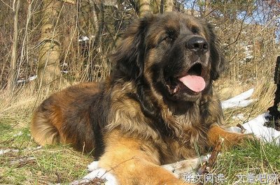 最全的兰波名言大全