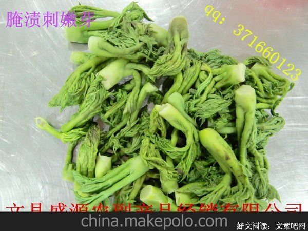 刺嫩芽名言大全