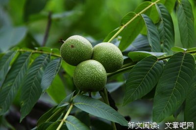 一草的名言