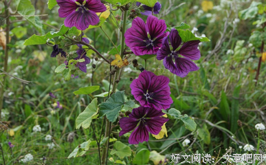 紫微 | 掐指一算，这是下半年最好运的五颗主星