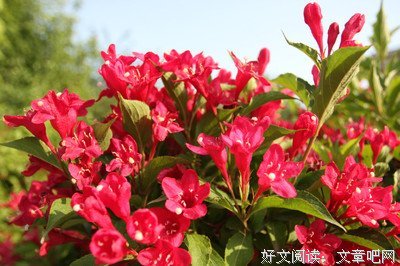 最新的《岁月静好 现世安稳》名句欣赏大全