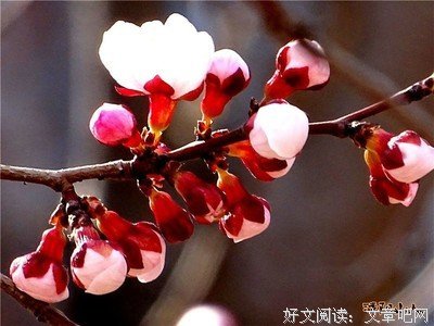 关于清阳的格言